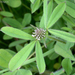 Trifolium squamosum - Photo (c) Len Worthington, algunos derechos reservados (CC BY-SA)