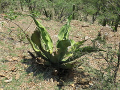 Agave marmorata