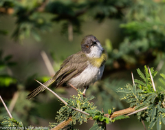 Apalis flavida