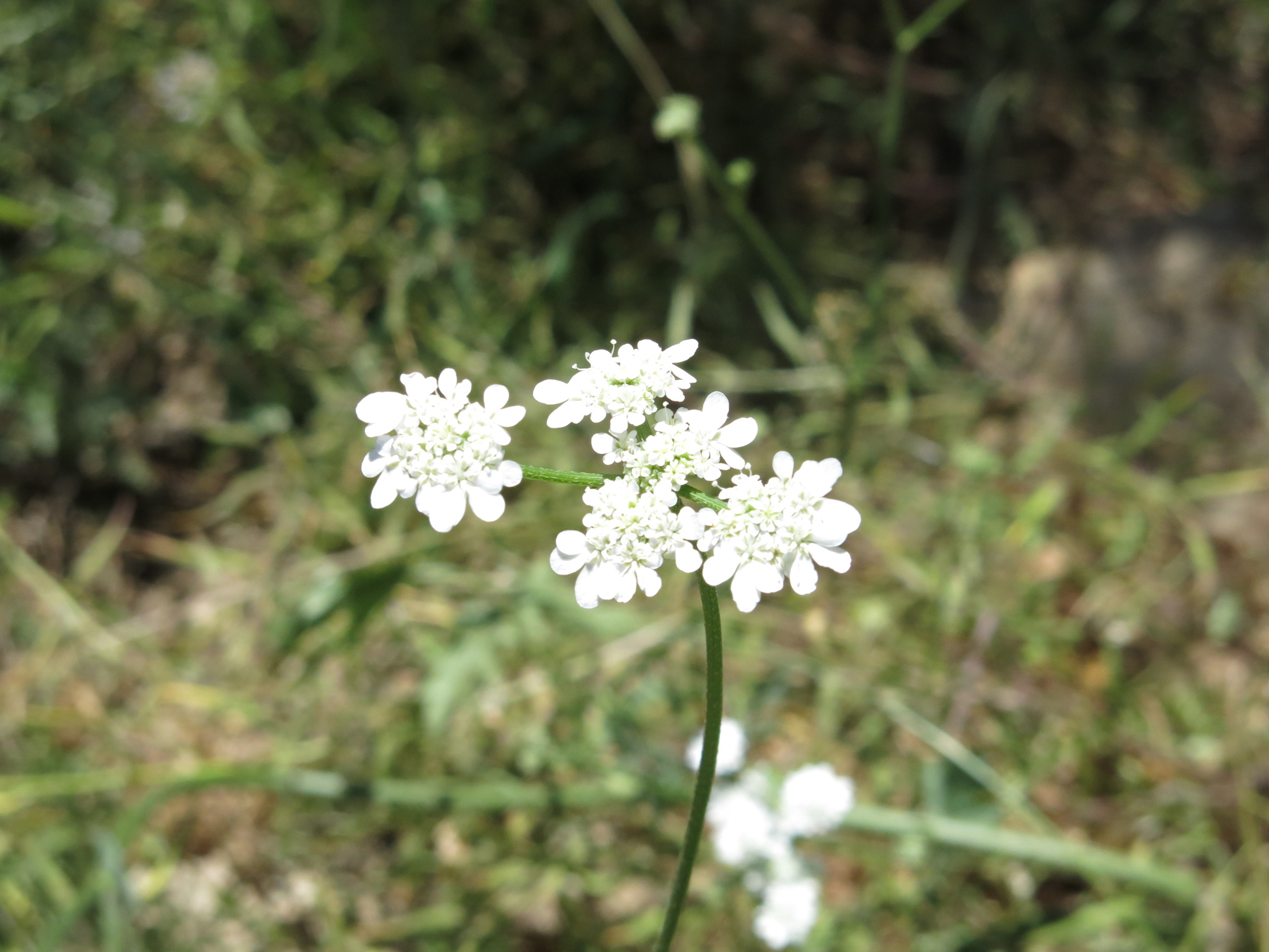 Tordylium carmeli