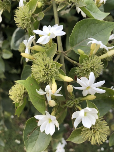 Jasminum multiflorum