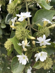 Jasminum multiflorum