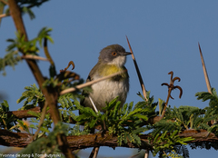 Apalis flavida
