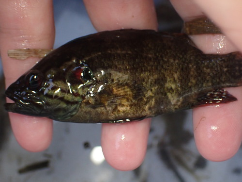 Japanse aucha-baars (Coreoperca kawamebari) — Sinipercidae — 2