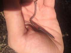 Aporrectodea caliginosa