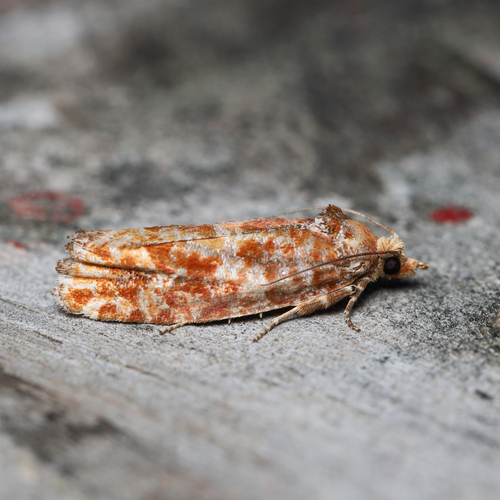 Jack Pine Budworm Moth photo 4