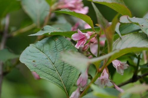 Weigela japonica iNat (1)