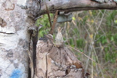 Clowesia