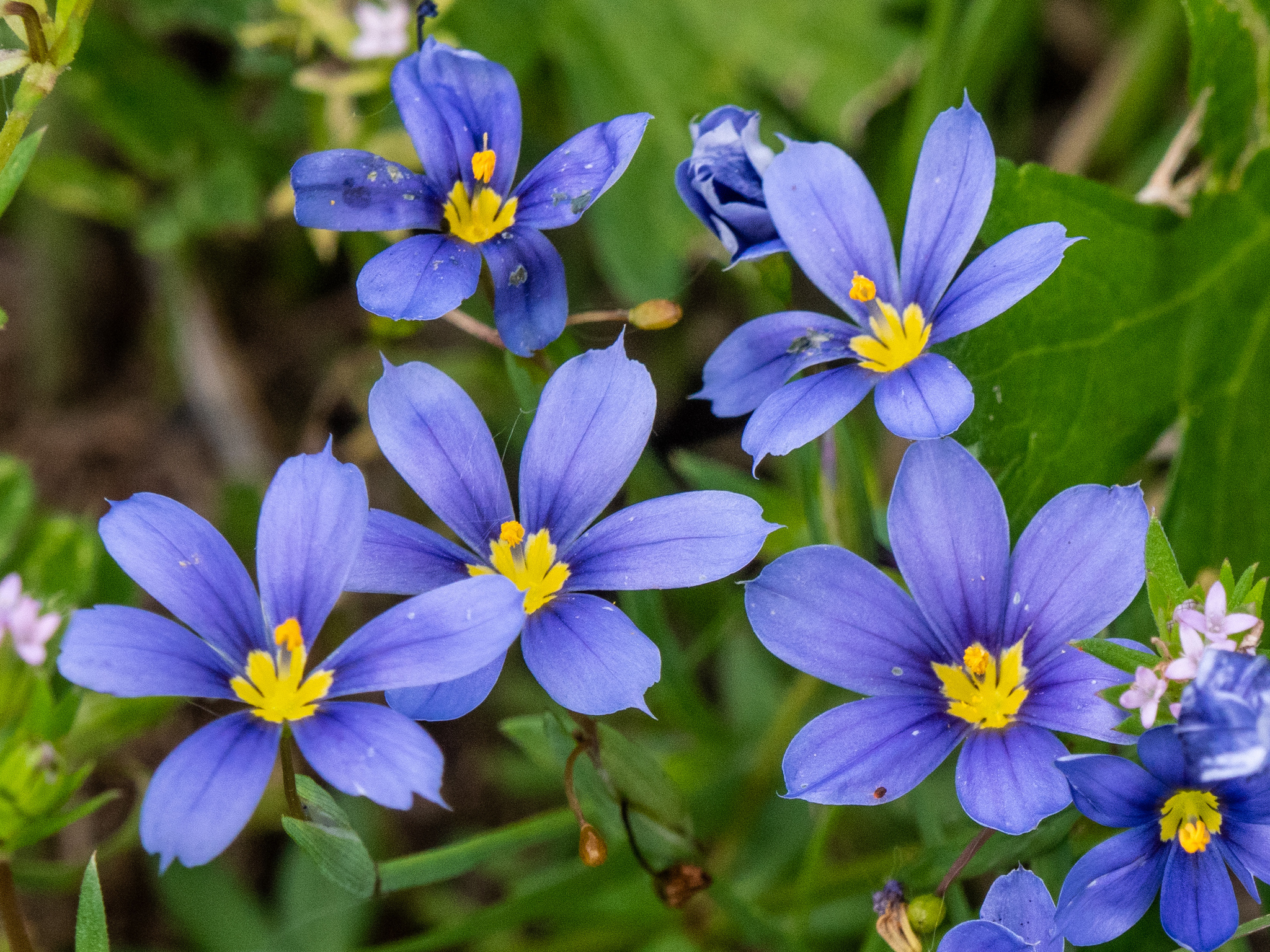 Sisyrinchium pruinosum