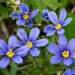 Roadside Blue-eyed Grass - Photo (c) kenttrulsson, some rights reserved (CC BY-NC), uploaded by kenttrulsson