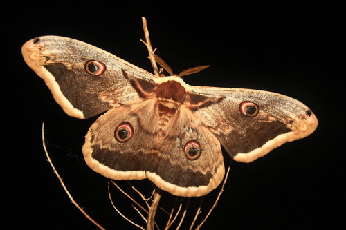 Saturnia pyri