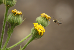 Coelioxys pergandei