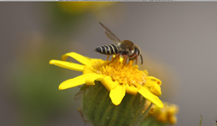 Coelioxys pergandei