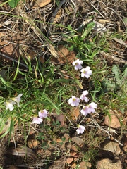 Oxalis dentata