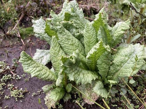 Primula japonica
