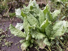 Primula japonica