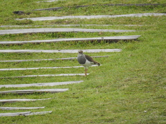 Vanellus resplendens