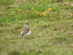 Vanellus resplendens