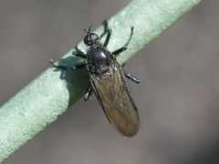 Empis ciliata