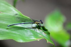 Bayadera brevicauda