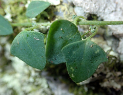 Chenopodium trigonon trigonon