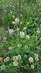 Trifolium vesiculosum
