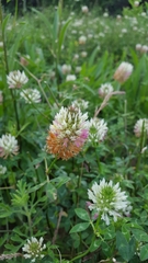 Trifolium vesiculosum