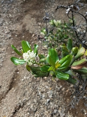 Ceanothus incanus