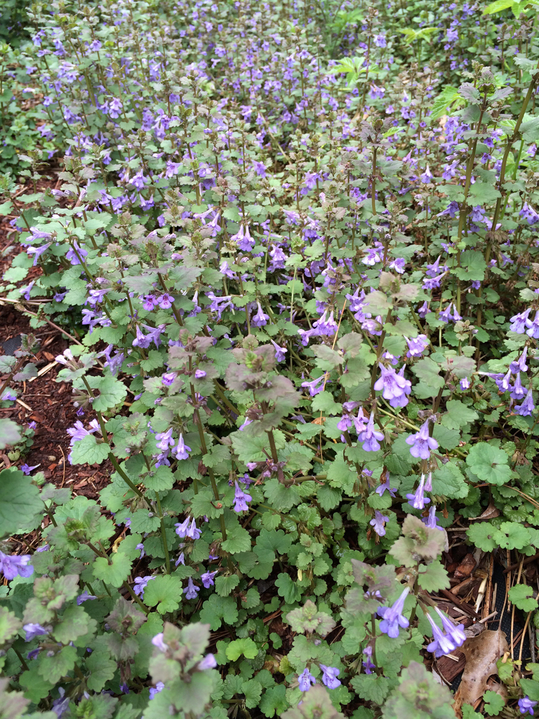 Ground ivy from 10 heritage rd acton ma us on may 24 2016 at 02 28