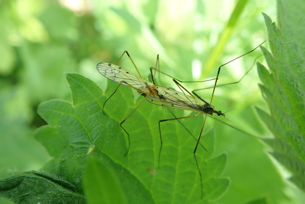 Limonia nigropunctata nigropunctata