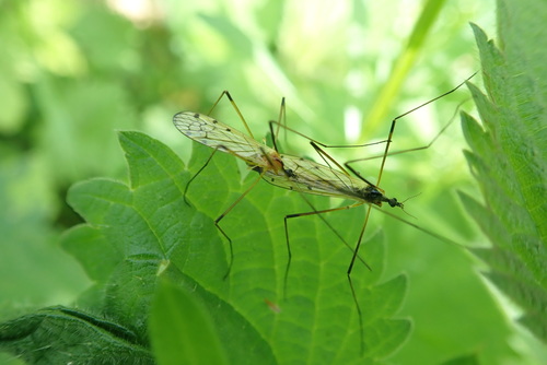 Limonia nigropunctata nigropunctata