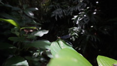 Bayadera brevicauda