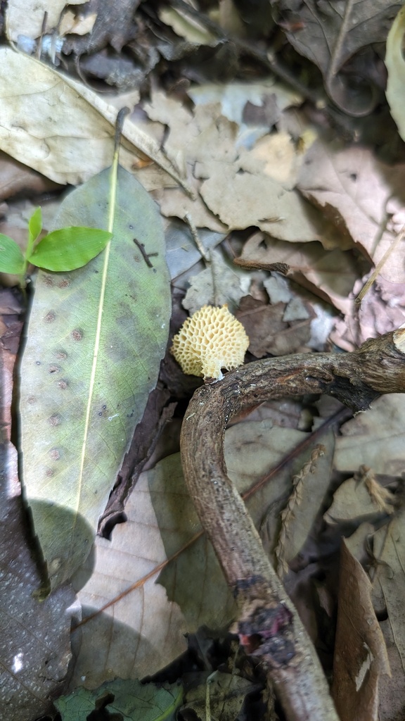 Neofavolus alveolaris · May 2024 · photo: © atsushi_nakajima_cirque (iNaturalist, cc-by)