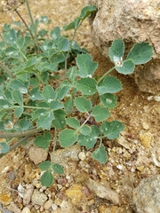 Lomatium repostum