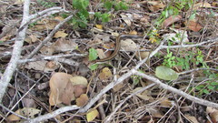 Coniophanes imperialis