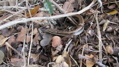 Coniophanes imperialis