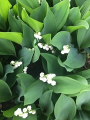 Convallaria