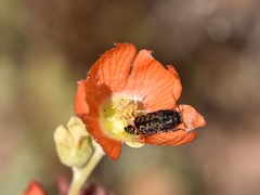 Acmaeodera sphaeralceae