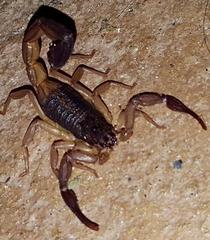 Centruroides margaritatus