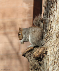 Sciurus carolinensis