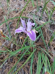 Iris fernaldii