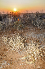 Barkly Tableland Death Adder photo 2