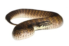 Barkly Tableland Death Adder photo 3