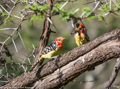 Trachyphonus erythrocephalus