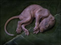 Sciurus carolinensis