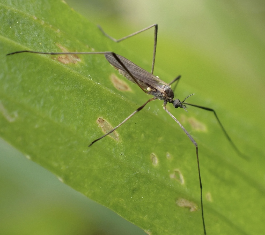 Molophilus obscurus