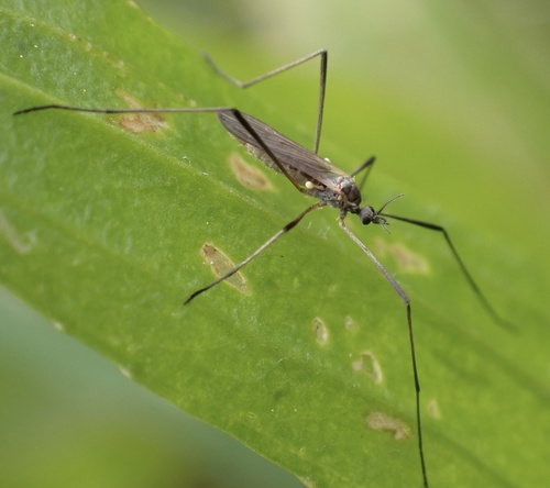 Molophilus obscurus