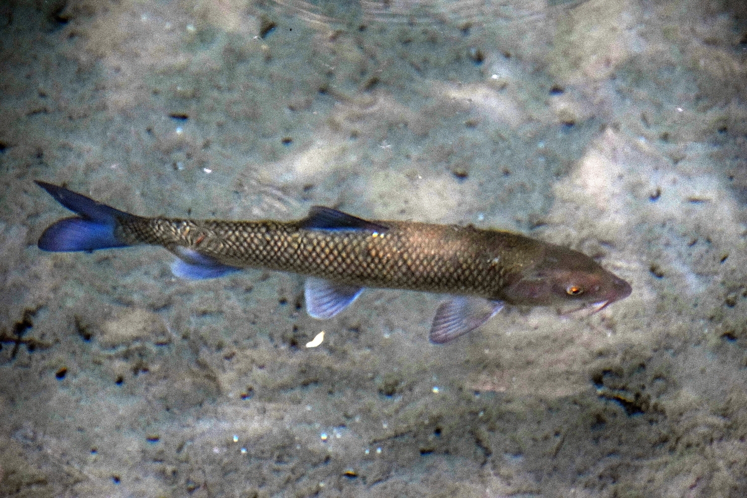 Eastern Iberian Barbel photo 3