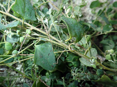 Chenopodium trigonon trigonon