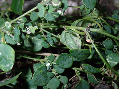 Chenopodium trigonon trigonon